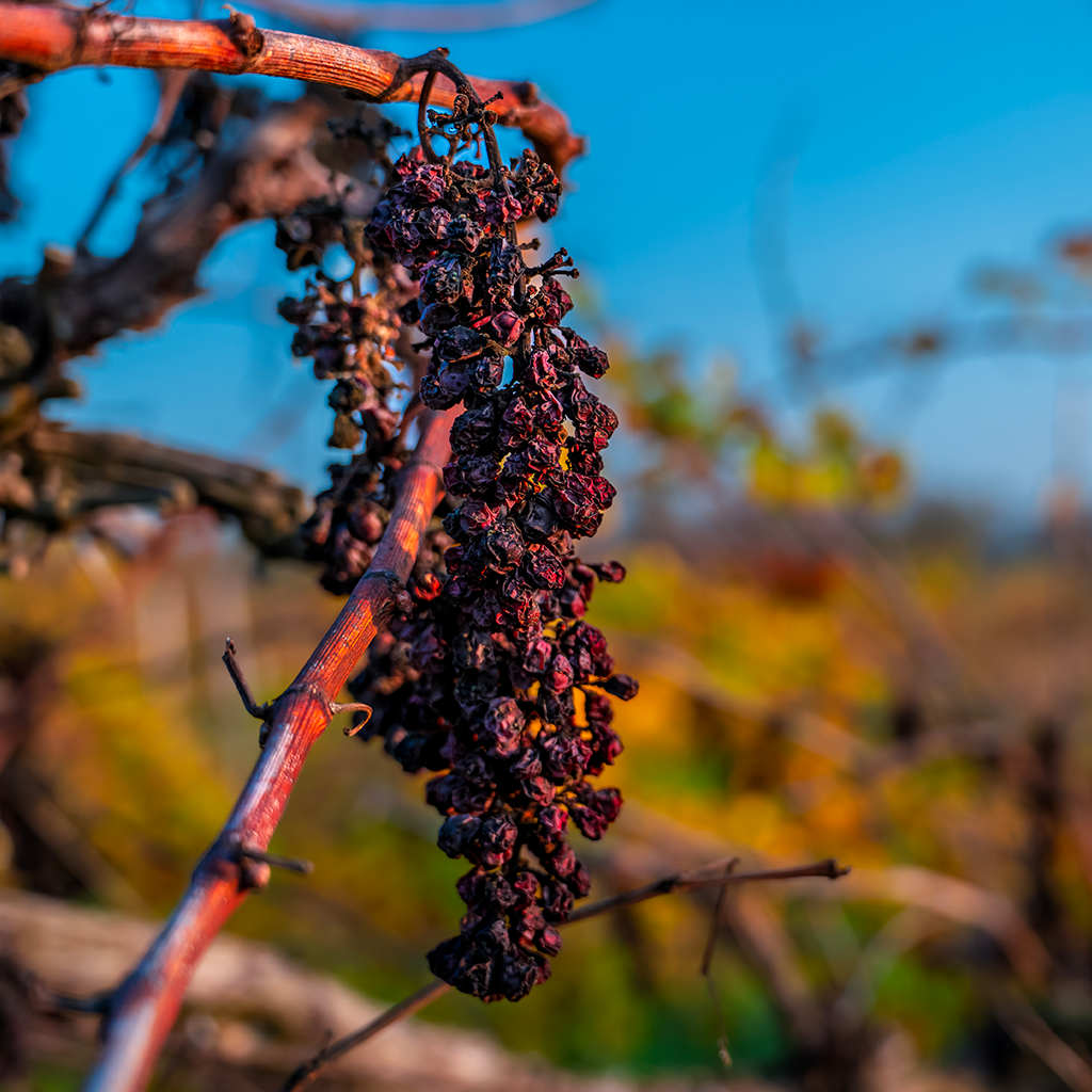 Cosa sono i tannini del vino?
